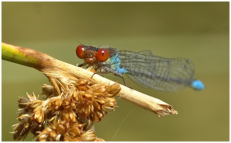 Erythromma viridulum mâle