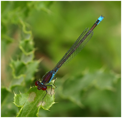 Erythromma viridulum mâle