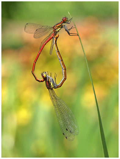 PPyrrhosoma nymphula accouplement