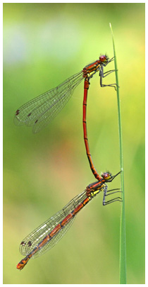 Accouplement de Petite Nymphe à corps de feu