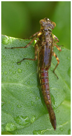 Larve pyrrhosoma nymphula en vue dorsale