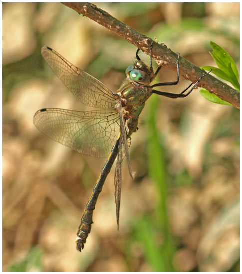 Oxygastra curtisii