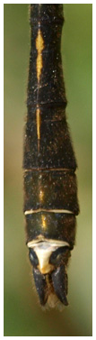 Oxygastra curtisii mâle