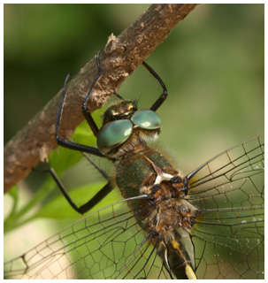 Oxygastra curtisii mâle