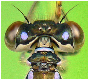 Pronotum femelle immature