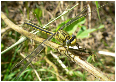 Gomphus puchellus femelle