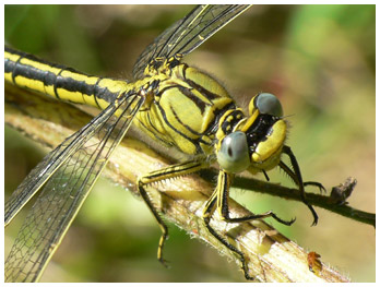 Gomphus puchellus femelle