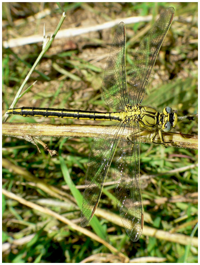 Gomphus puchellus femelle