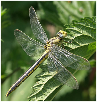 Gomphus pulchellus femelle