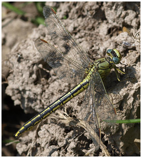 Gomphus pulchellus femelle