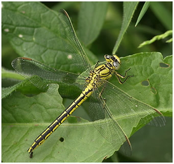 Gomphus pulchellus femelle