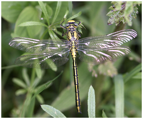 Gomphus puchellus mâle