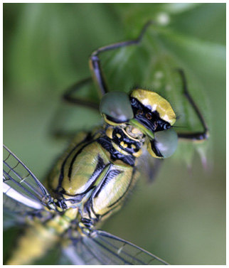 Gomphus puchellus mâle