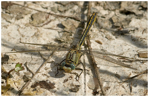 Gomphus puchellus mâle