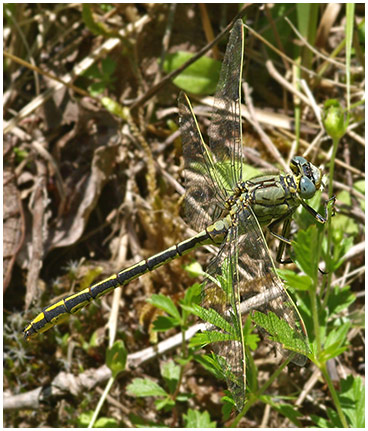 Gomphus puchellus mâle