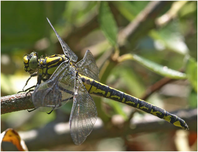 Gomphus vulgatissimus femelle