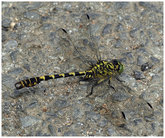 Onychogomphus forcipatus mâle