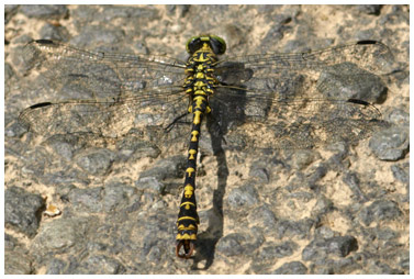 Onychogomphus forcipatus mâle