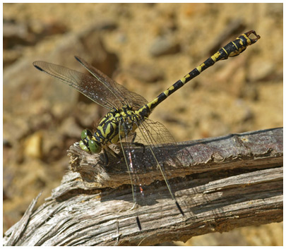 Onychogomphus forcipatus mâle