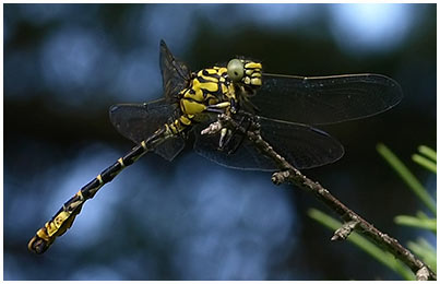 Onychogomphus forcipatus mâle