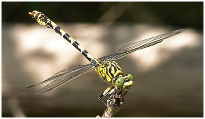 Onychogomphus forcipatus mâle