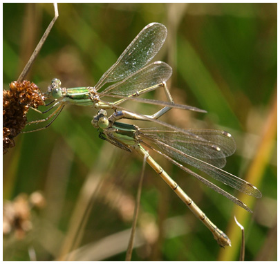 Lestes barbarus accouplement