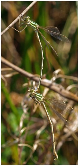 Lestes barbarus tandem