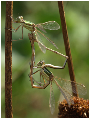 Lestes barbarus accouplement