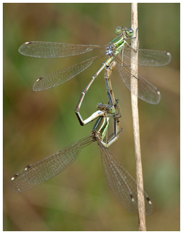 Lestes barbarus accouplement