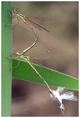 Lestes barbarus tandem