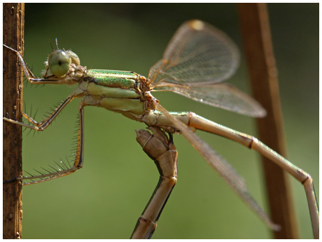 Lestes barbarus accouplement