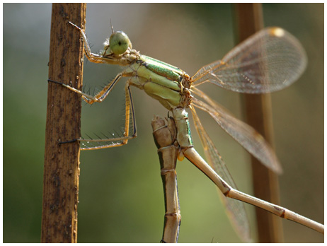 Lestes barbarus accouplement