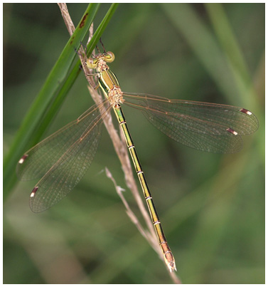 Lestes barbarus femelle