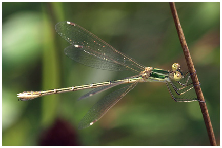 Lestes barbarus femelle