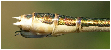 Lestes barbarus femelle