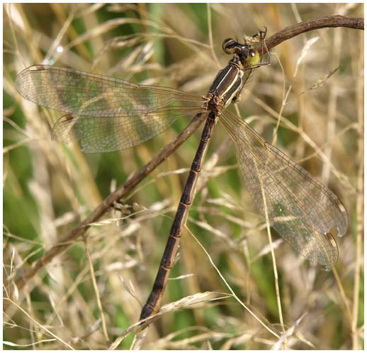 Lestes barbarus femelle