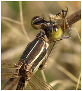 Lestes barbarus femelle