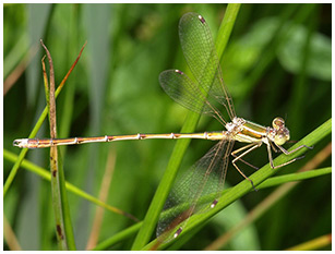 Lestes barbarus mâle