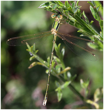 Lestes barbarus mâle