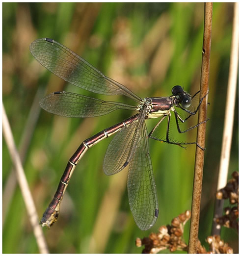 Lestes dryas femelle