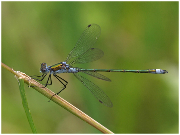 Lestes sponsa mâle