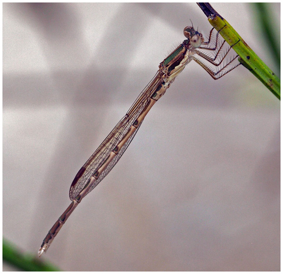 Sympecma fusca mâle