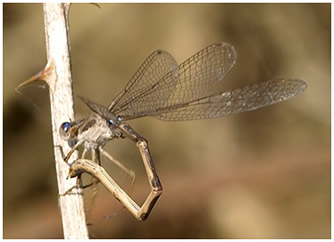 Sympecma fusca mâle