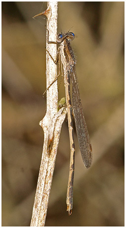 Sympecma fusca mâle