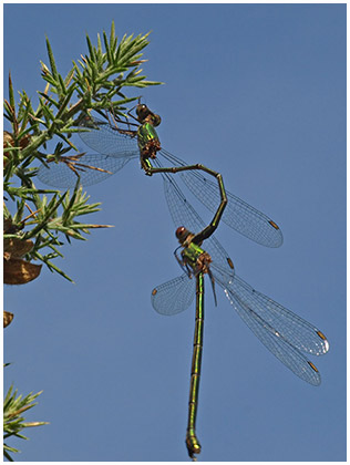 Lestes viridis accouplement