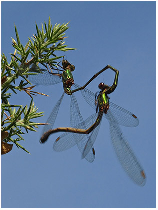 Lestes viridis accouplement