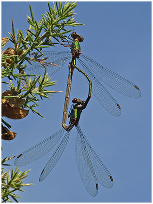 Leste vert accouplement