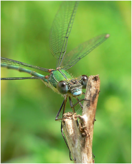 Lestes viridis mâle