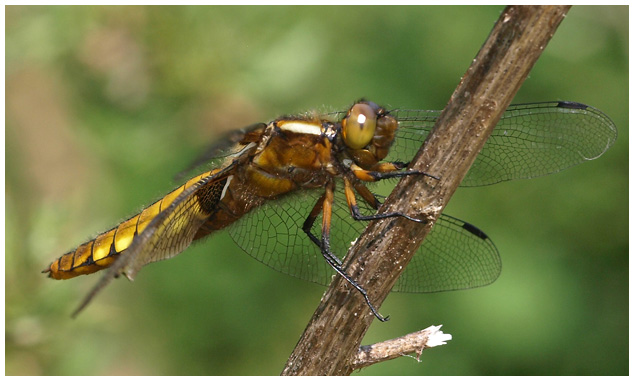 Libellula depressa femelle