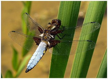 Libellula depressa mâle